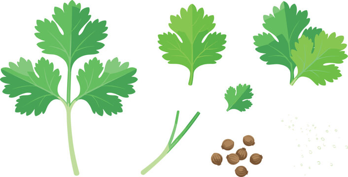 Fresh Green Coriander Cilantro Herb Vector Set with Parsley Leaves, Cilantro Seeds, Stem, and Spice Powder Icons for Culinary Design