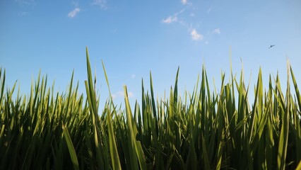 Fototapeta premium Low angle view of green grass blades against a clear blue sky.