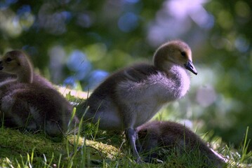 canada goose chicks © Robert