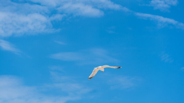 Eine M&ouml;we vor blauem Himmel