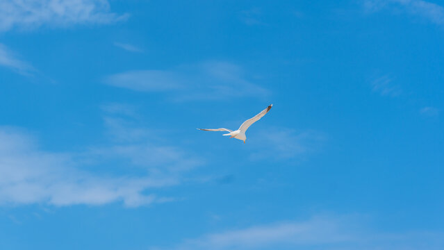 Eine M&ouml;we vor blauem Himmel