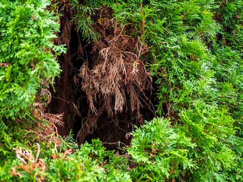 Brown dry inner foliage and dead branches exposed inside a green emerald arborvitae (Thuja occidentalis &lsquo;Smaragd&rsquo;), showing natural aging and reduced light within dense growth.