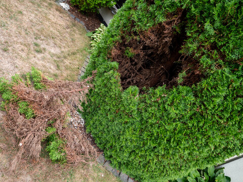Pruned emerald arborvitae (Thuja occidentalis &lsquo;Smaragd&rsquo;) with a pile of mostly brown dry branches and few green tips, showing dieback, hedge maintenance and declining plant health.
