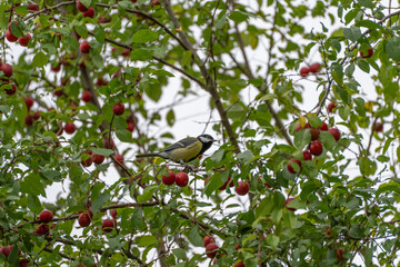 A small great tit in profile perches low in a cherry plum tree, surrounded by hanging ripe red fruit and leaves. © Jakob