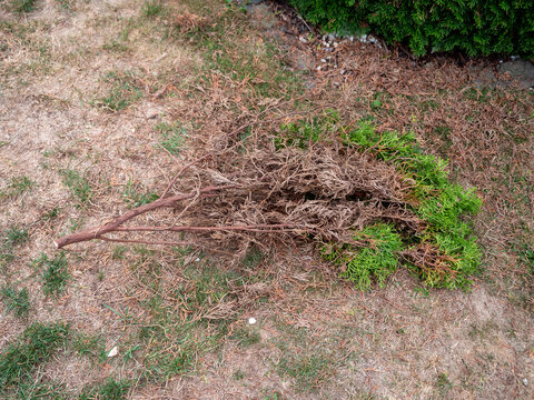 Pruned emerald arborvitae (Thuja occidentalis &lsquo;Smaragd&rsquo;) branches with only green tips while most inner foliage is brown, dry and dead, showing severe dieback and declining hedge growth.
