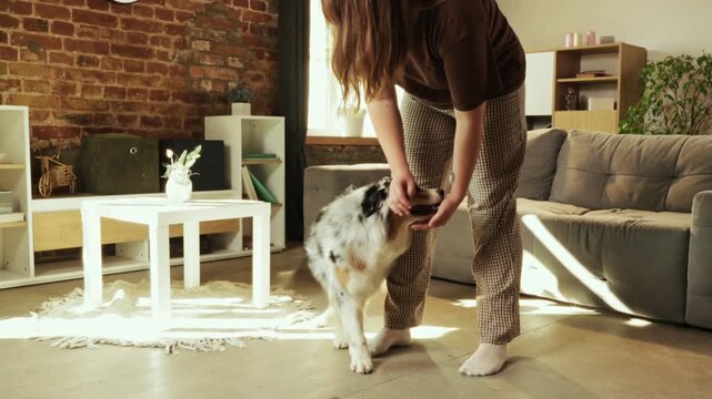 Woman pets Australian Shepherd standing beside her after successful command in sunny living room. Concept of pet affection, animal bonding, home lifestyle, and responsible ownership.