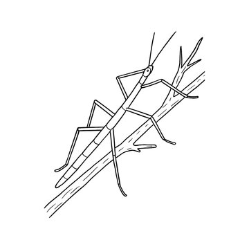 Stick Insect on Twig Illustration