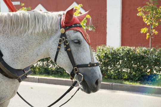 Dapple grey horse head in a traditional decorative bridle against a red wall. Carriage horse with ornate leather harness on a sunny street of a historic town.