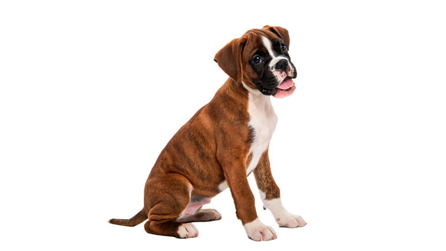 Cute boxer puppy dog sitting down portrait isolated on transparent background
