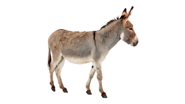 Small wild donkey animal standing sideways isolated on transparent background