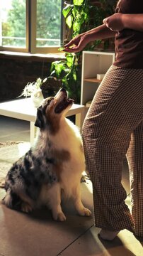 Australian Shepherd performs beg command while woman rewards dog at home. Concept of dog training, obedience skills, positive reinforcement, and animal behavior.