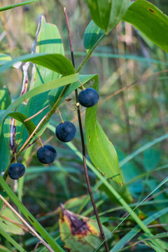 A vertical closeup of black blue Polygonatum berries growing among green leaves on a bent stalk. The glossy fruit is toxic and harmful if eaten. Perfect for botanical macro and nature.