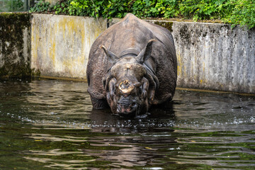 The Indian Rhinoceros, Rhinoceros unicornis aka Greater One-horned Rhinoceros © rudiernst