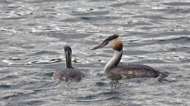 Great Crested Grebe (Podiceps cristatus) adult and juvenile. August, Kent, UK [Slow motion x5]