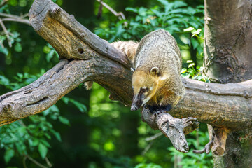 Fototapeta premium South American coati, Nasua nasua is a coati species from tropical and subtropical South America.