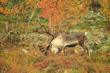 Kilpisjarvi, Finland - 27.08.2026: Wild reindeer with large antlers grazing in autumn tundra with yellow birch trees and grey rocks © Andrei