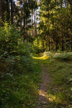 A vertical view of a narrow dirt trail winding through a dense spruce forest with tall trees and green undergrowth. Sunlight creates a bright patch on the path. Perfect for hiking and forest walks.
