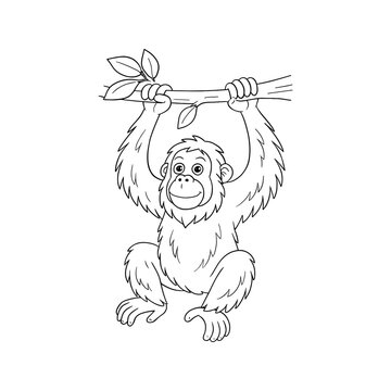 Orangutan Hanging on Branch