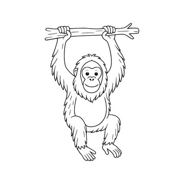 Orangutan Hanging on a Branch