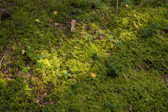 A closeup of a dense green moss carpet covering the forest floor with scattered dry leaves and small wild berries. The texture is lush and vibrant. Perfect for nature macro and backgrounds.