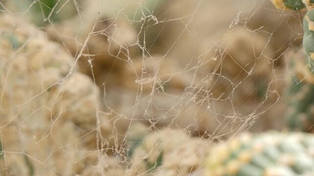 Spider webs and hanging cobwebs