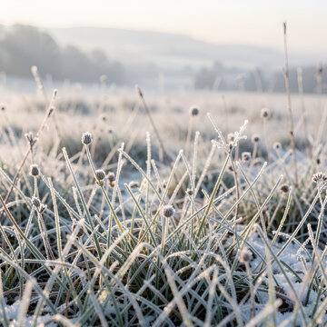 Delicate grass and seed heads coated in thin frost sit in a misty winter field at dawn, with distant hazy hills in the background.