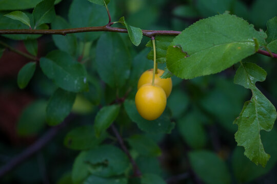 A closeup of bright yellow mirabelle plums hanging from a tree branch. Lush green leaves surround the ripe fruit, creating a fresh and juicy summer orchard scene.