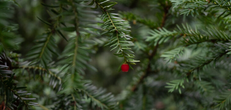 Horizontal close-up of a yew branch with green needles and a single red berry. Soft bokeh background highlights the botanical texture and color contrast. A detailed macro study of Taxus in woodland.
