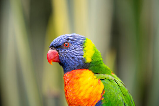 Colourful bright rainbow lorikeet sitting looking at the camera