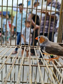 Zebra finch