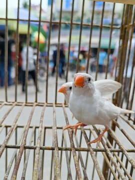 Snow white zebra finch