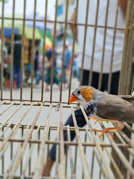 Zebra Finch