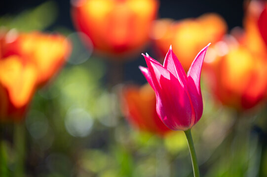 Bright pink tulip flower set amongst spiring summer floral background