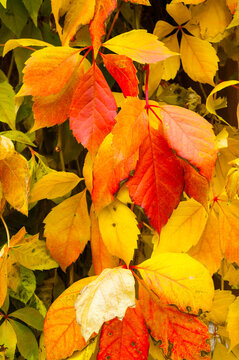Autumn nature background. Close-up of red, orange, yellow, and green leaves. Bright autumnal foliage with visible veins and natural textures on the plant