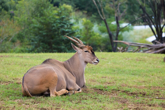 A side view of the common eland (Taurotragus oryx) is also known as the eland antelope.