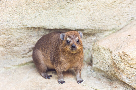 Front view of the rock hyrax (Procavia capensis), also called the Cape hyrax.