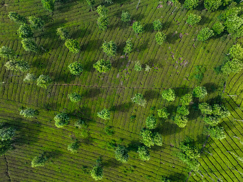 Aerial view of lush green tea plantations with rows of tea bushes and scattered trees in the hills of Ooty, Tamil Nadu, India.