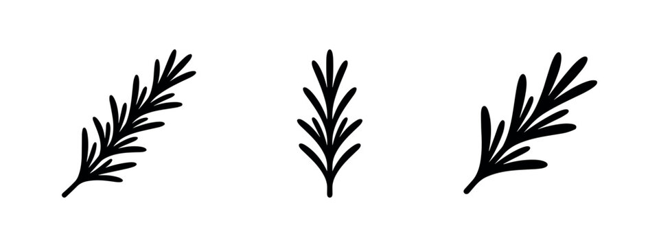Rosemary Branch Icons - Fresh Herb and Culinary Spice Graphic Symbols