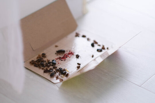 Open glue trap with dead cockroaches