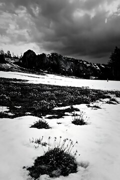 Snowbound meadow with lingering flowers under dark clouds