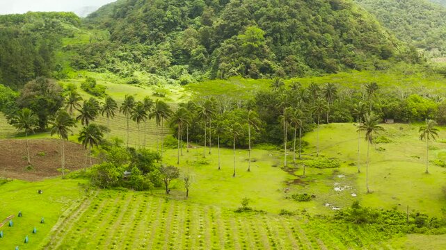 Tropical rural landscape with farmlands, village, fields with crops, trees. Aerial view farm lands on mountainside. Camiguin, Philippines, Mindanao