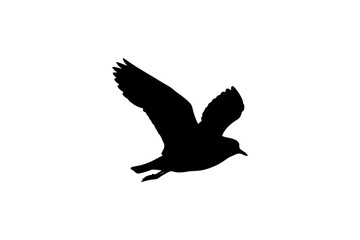 Fototapeta premium Silhouette of a flying bird in mid-air against white background.