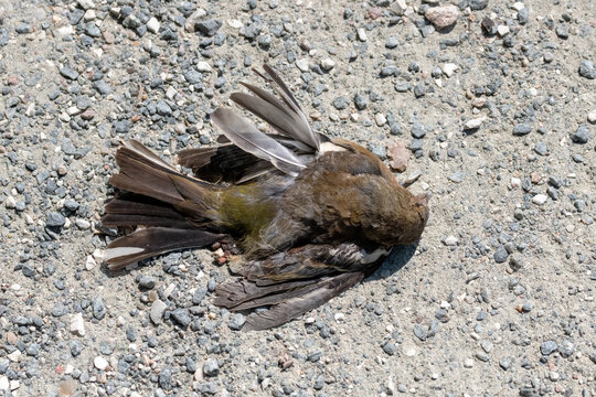 Dead Chaffinch Fringilla coelebs on the ground