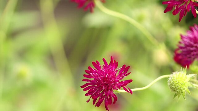 Close-up of purple field scabious flowers blowing in the wind, green background, pollen on flowers, purple petals in autumn, buds, Knautia arvensis
