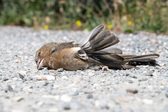 Dead Chaffinch Fringilla coelebs on the ground