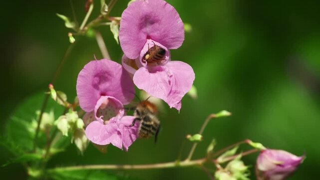 Fluffy wild bumblebee in nature drinking nectar from a blossom and taking off in slow motion