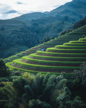 Aerial view of the lush green terraced rice fields at Kim Noi Viewpoint with a small wooden hut nestled on the hillside in Mu Cang Chai, Lao Cai, Vietnam.