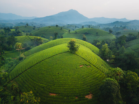 Aerial view of Long Coc Tea Hill with its lush green terraced tea plantations covering rolling hills under a soft sky in Long Coc, Phu Tho, Vietnam.