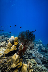 Red sea fan gorgonian and feather star growing on tropical coral reef in deep blue ocean. © PIPE DIVE UNDERWATER