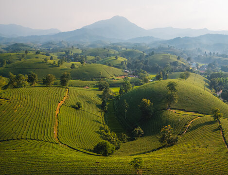 Aerial view of Long Coc Tea Hill with lush green tea plantations covering rolling hills under a soft morning light in Long Coc, Phu Tho, Vietnam.